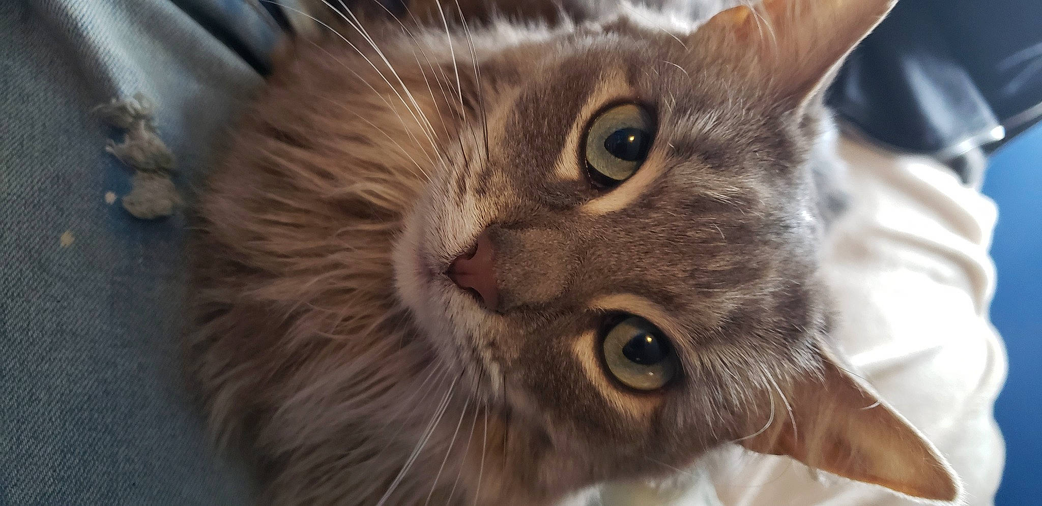 Faith joined the competition — help win amazing prizes! carnivore, cat, domestic_short_haired_cat, ear, felidae, fur, small_to_medium_sized_cats, snout, terrestrial_animal, whiskers