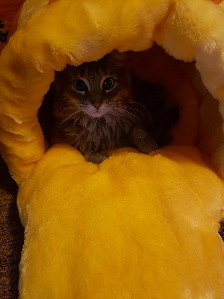 Faith joined the competition — help win amazing prizes! carnivore, cat, cat_bed, comfort, fawn, felidae, fur, iris, paw, peach, small_to_medium_sized_cats, snout, tail, terrestrial_animal, whiskers, working_animal