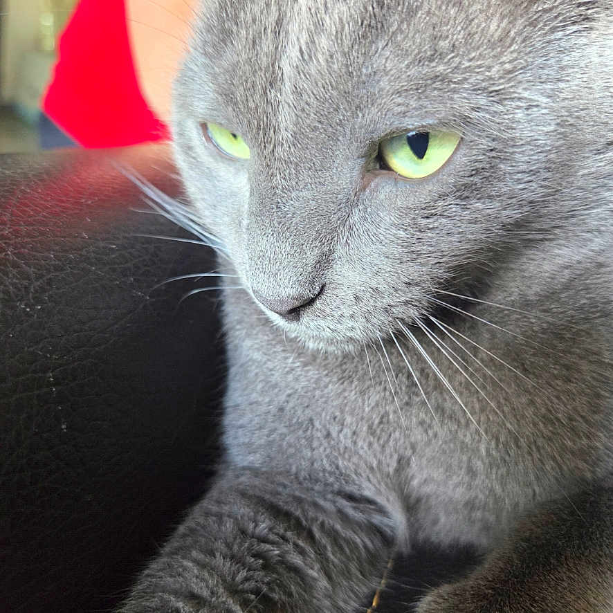 Patate a rejoint le concours — aidez-le/la à gagner de superbes lots ! cat, gray_cat, green_eyes, close_up, pet, animal, feline, whiskers, fur, indoor, resting, portrait, looking_down, calm, soft_light, black_background, texture, cute, domestic_cat, relaxed