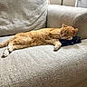 cat, orange_tabby, sleeping, couch, pillow, wallet, indoor, pet, relaxing, feline, cozy, home, resting, fur, whiskers, paw, head, texture, comfort, peaceful
