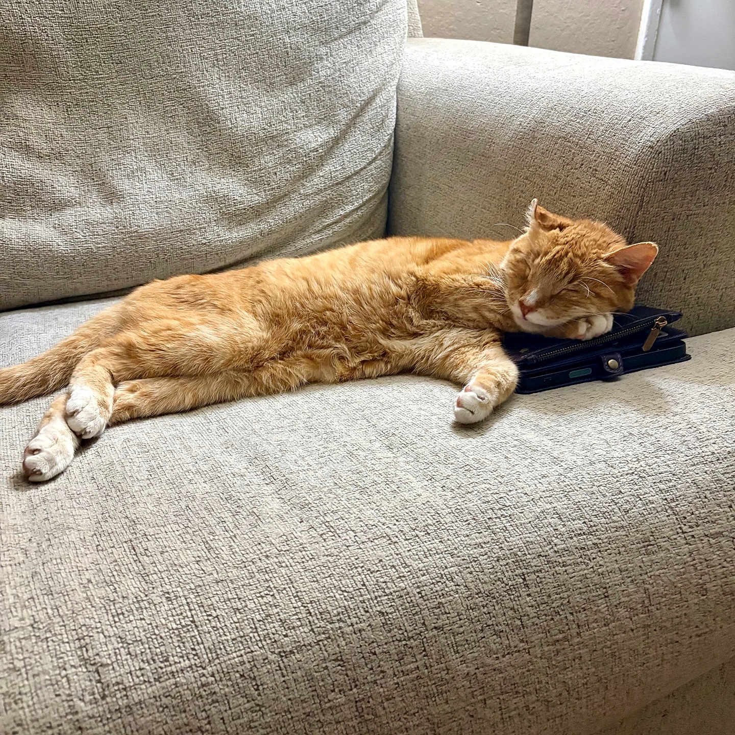 Ginger