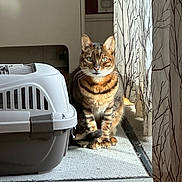 Maximus is registered to the contest to win money with this photo: animal, cat, cozy, curtains, daylight, domestic_cat, feline, green_eyes, household, indoor, pet_carrier, quiet, rug, sitting, striped_fur, sunlight, tabby_cat, whiskers, window_light, wood_floor