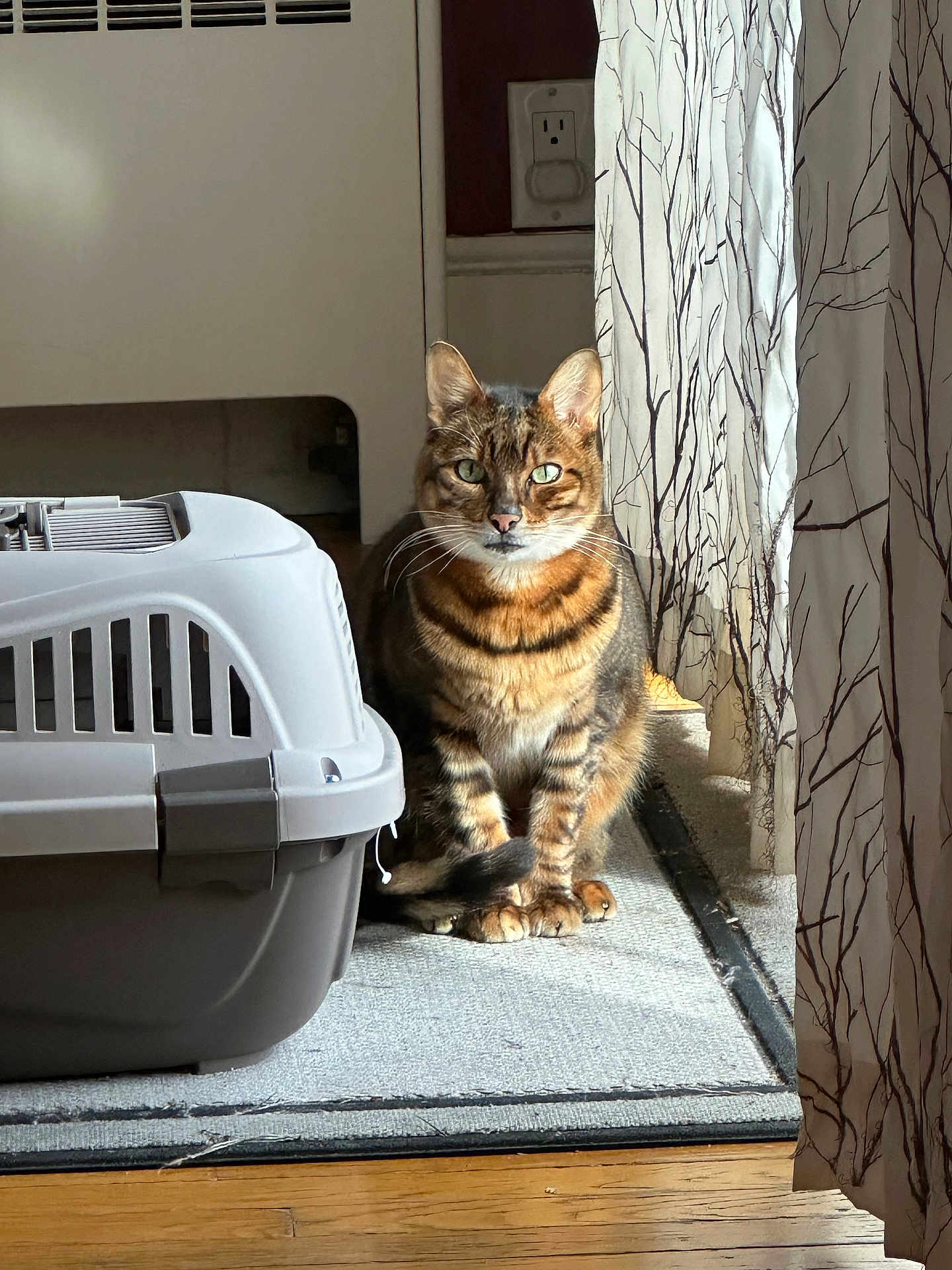 Maximus