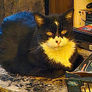 Simon is registered to the contest to win money with this photo: black_and_white, cardboard_box, cat, close_up, clutter, countertop, fur, gaze, home, indoor, marble_surface, packaging, pet, resting, shelf, sitting, table, tuxedo_cat, whiskers, yellow_eyes