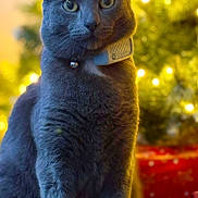 Buddy joined the competition — help win amazing prizes! cat, gray_cat, pet, animal, christmas_tree, holiday_lights, festive, decorations, presents, indoor, cozy, fur, sitting, curious, collar, bell, close_up, portrait, warm_lighting, holiday
