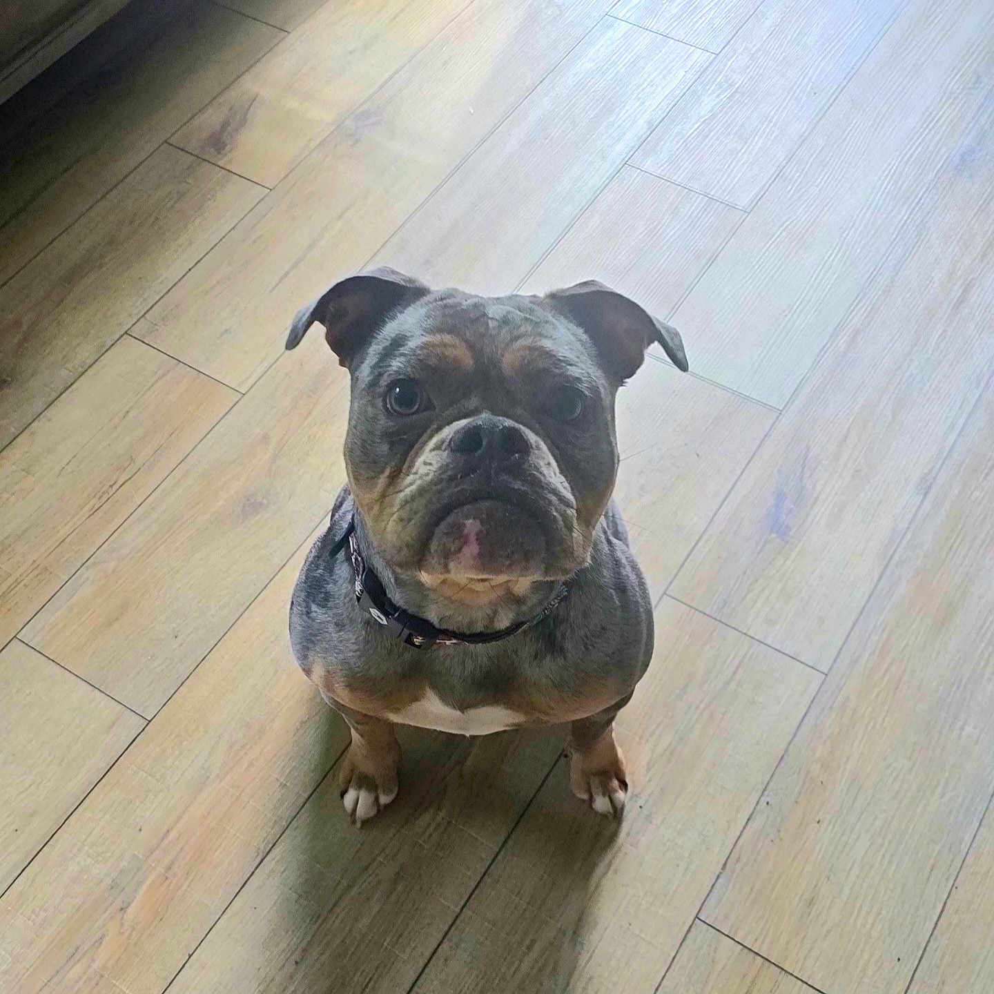 Lula Belle is registered to the contest to win money with this photo: animal, bostonbull, boxer, bulldog, canine, dog, frenchbulldog, hardwood, indoors, interiordesign, pet, pitbull, pug, puppy, snout, stainedwood, wood