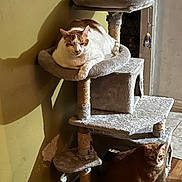 Whitey is registered to the contest to win money with this photo: animal, carpet, cat, cat_tree, corner, cute, feline, floor, fur, home, indoor, looking, orange_cat, pet, relaxed, resting, scratching_post, sitting, wall, white_cat