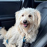 Fluffy is registered to the contest to win money with this photo: dog, white_dog, fluffy_dog, pet, leash, car_seat, leather_seat, passenger_seat, vehicle_interior, happy_dog, smiling_dog, sitting, window, greenery, daylight, closeup, portrait, canine, fur, domestic_animal