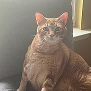 Brownie is registered to the contest to win money with this photo: cat, ginger_cat, tabby, pet, indoor, chair, cushion, window, natural_light, feline, cute, whiskers, ears, fur, sitting, looking, domestic_animal, relaxed, cozy, home