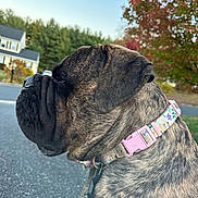 Rosie is registered to the contest to win money with this photo: dog, brindle, collar, pink, leash, outdoor, suburban, house, tree, autumn, side_profile, pet, canine, pavement, nature, fall_foliage, animal, closeup, daytime, background