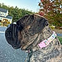 animal, autumn, background, brindle, canine, closeup, collar, daytime, dog, fall_foliage, house, leash, nature, outdoor, pavement, pet, pink, side_profile, suburban, tree