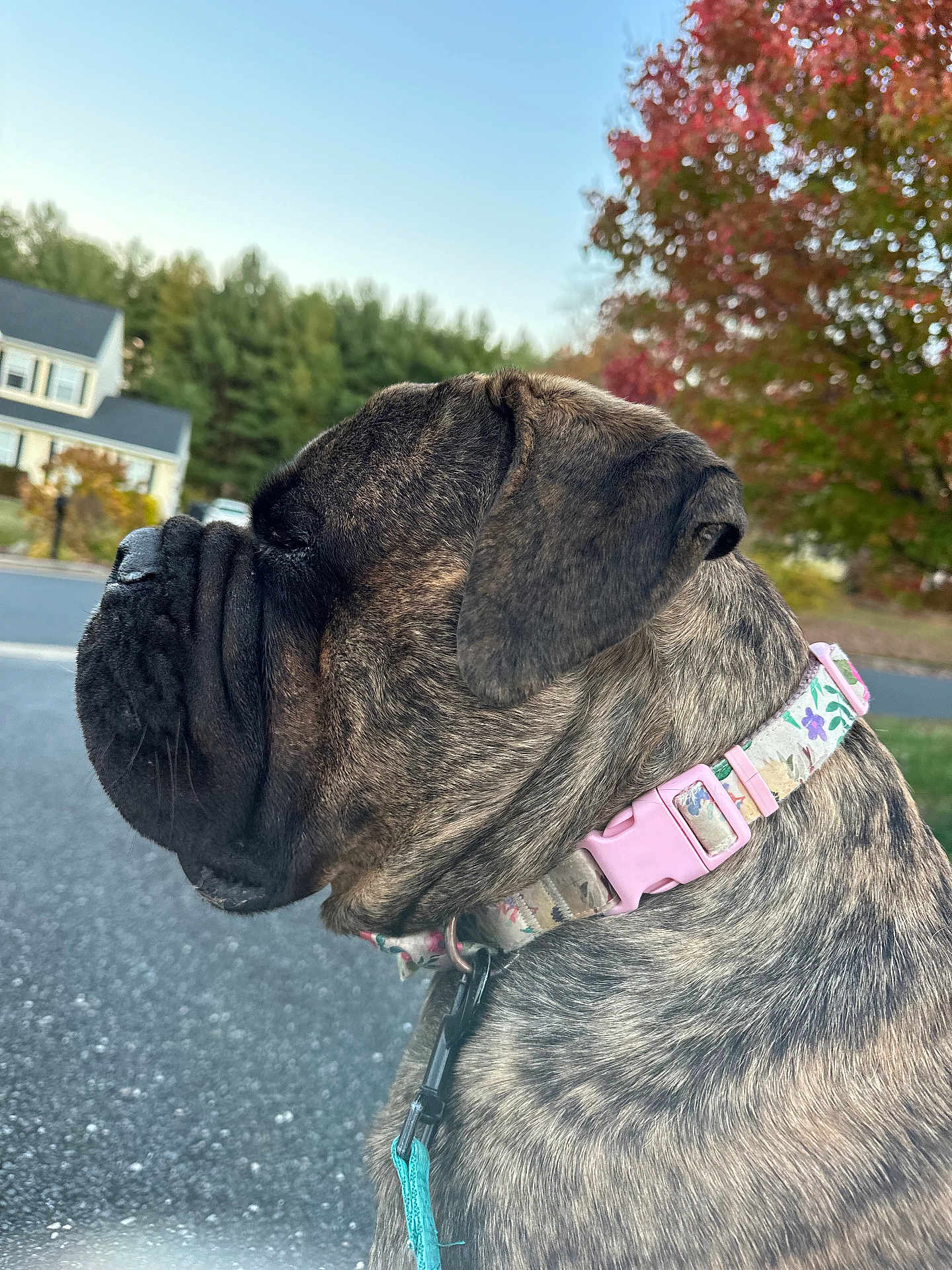 Rosie
