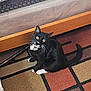 Knox is registered to the contest to win money with this photo: cat, tuxedo_cat, pet, animal, indoor, carpet, bed, wooden_bed_frame, looking_up, curious, black_and_white, feline, whiskers, floor, home, domestic, cute, sitting, yellow_eyes, furniture