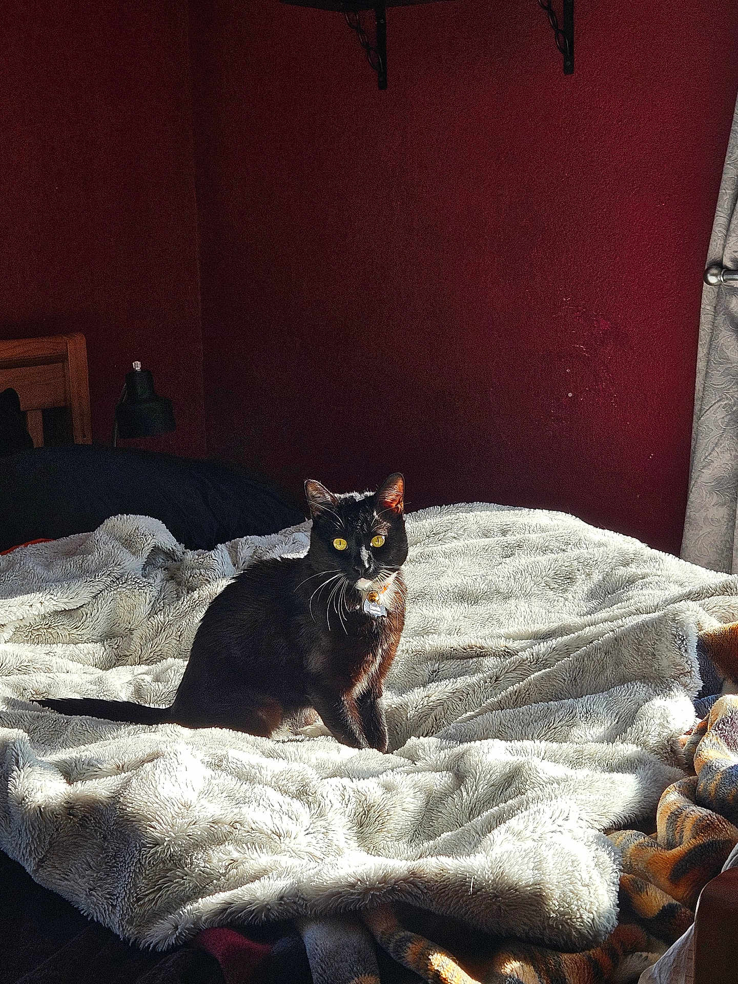 Knox is registered to the contest to win money with this photo: cat, black_cat, yellow_eyes, bedroom, blanket, fluffy_blanket, sunlight, sunbeam, red_wall, cozy, indoor, pet, feline, resting, warm_light, home, curtain, wooden_bed, lamp, collar