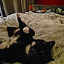 Knox joined the competition — help win amazing prizes! cat, black_and_white_cat, pet, bed, blanket, fluffy, indoor, cozy, paw, stretching, furniture, curtain, shelf, red_wall, home, relaxing, animal, whiskers, cute, sleepy