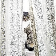 Minnie joined the competition — help win amazing prizes! cat, tabby, curtain, lace_curtain, windowsill, window, pet, animal, feline, indoor, peeking, gray, white, sitting, curious, domestic_cat, close_up, soft_light, quiet, still_life