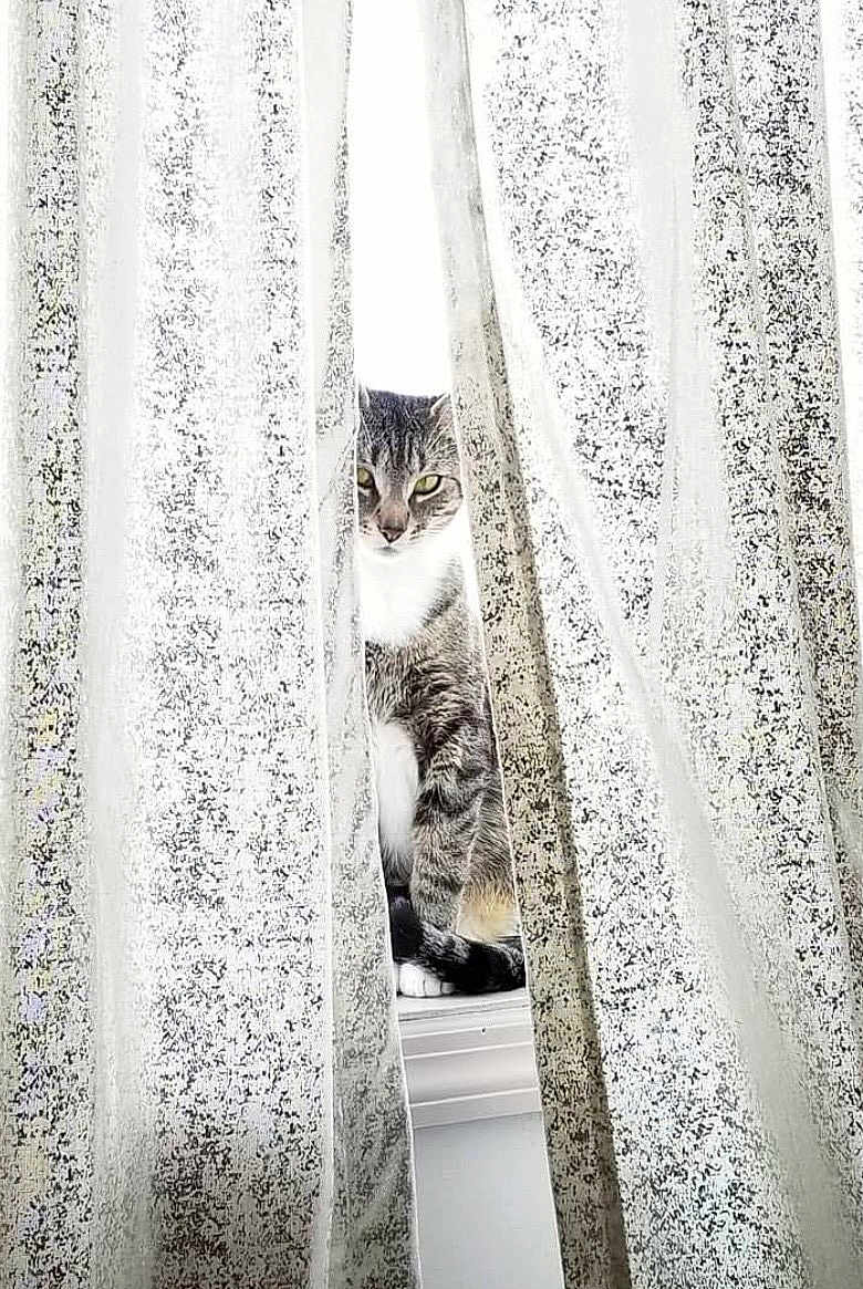 Minnie joined the competition — help win amazing prizes! cat, tabby, curtain, lace_curtain, windowsill, window, pet, animal, feline, indoor, peeking, gray, white, sitting, curious, domestic_cat, close_up, soft_light, quiet, still_life