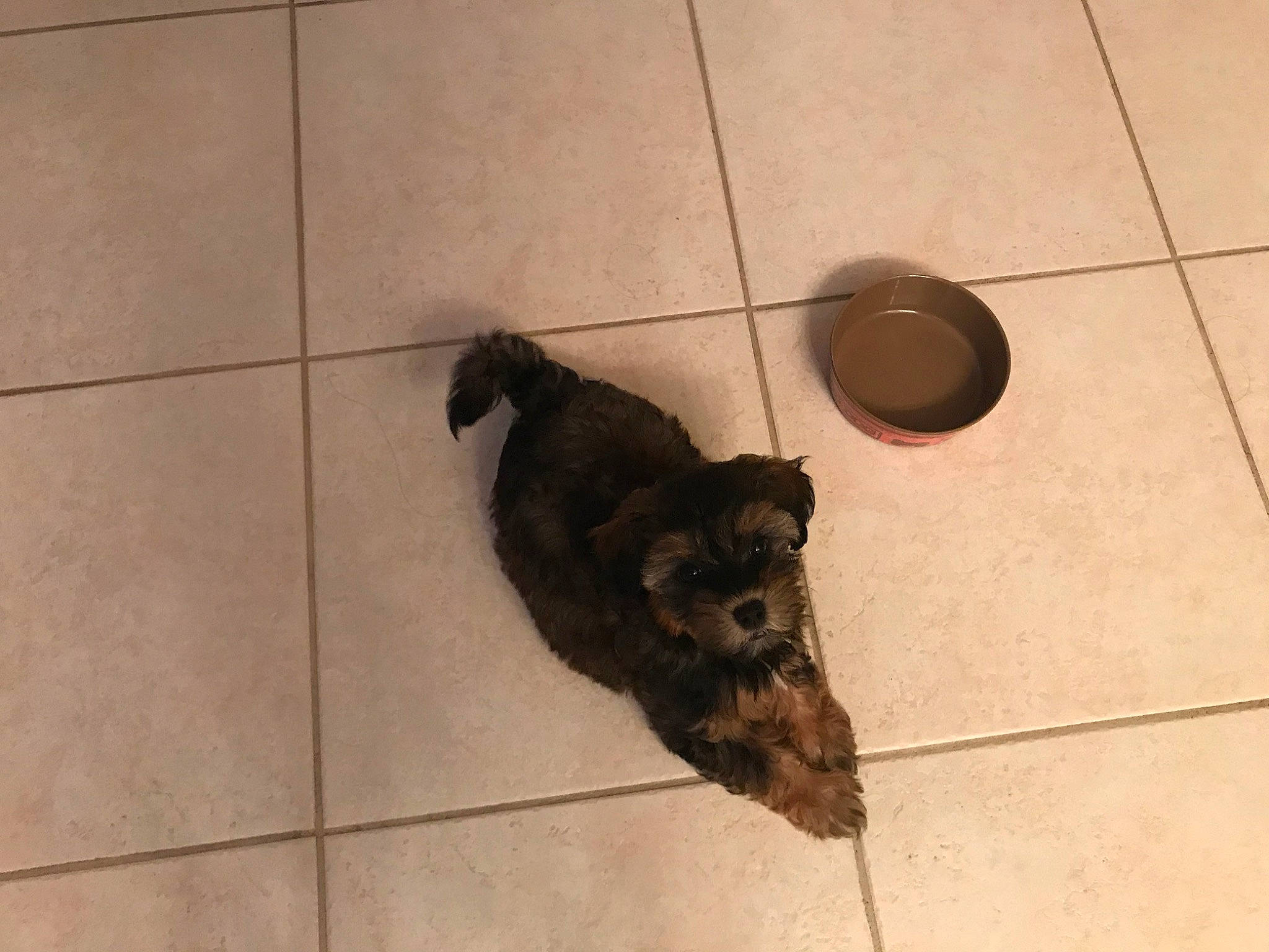 Chloe is registered to the contest to win money with this photo: canidae, carnivore, dog, dog_breed, puppy, sporting_group, tail