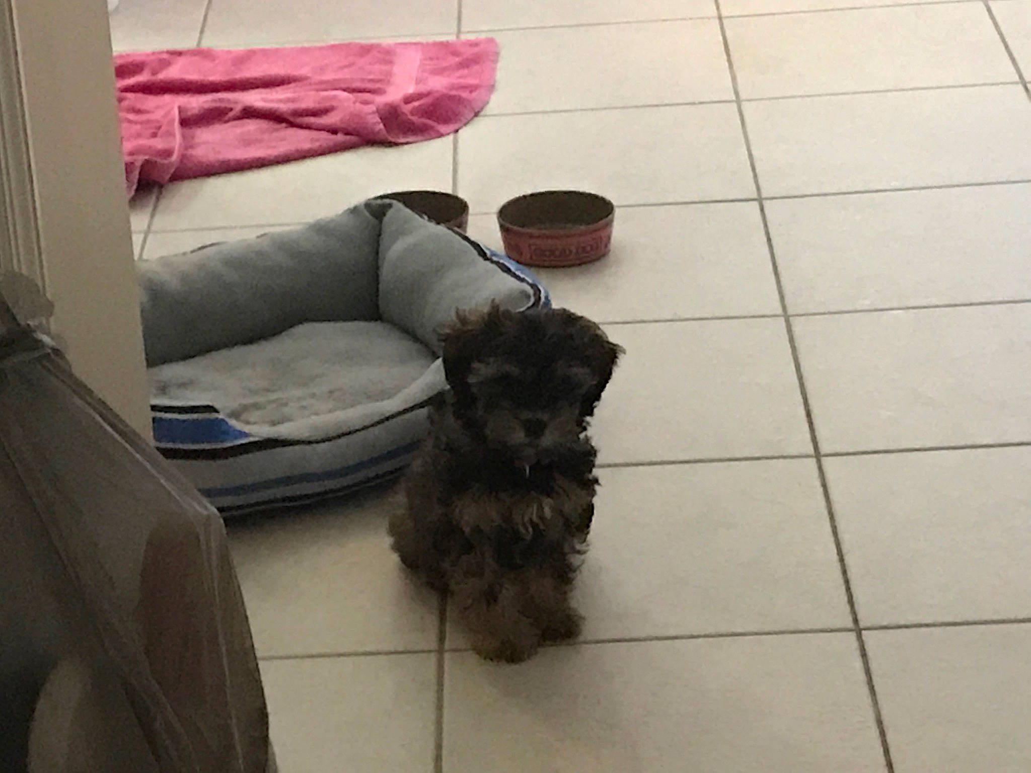 Chloe joined the competition — help win amazing prizes! bolonka, cairn_terrier, canidae, carnivore, cesky_terrier, companion_dog, dog, dog_breed, floor, glen_of_imaal_terrier, mammal, miniature_schnauzer, puppy, schnauzer, schnoodle, scottish_terrier, sporting_group, sporting_lucas_terrier, terrier, toy_dog