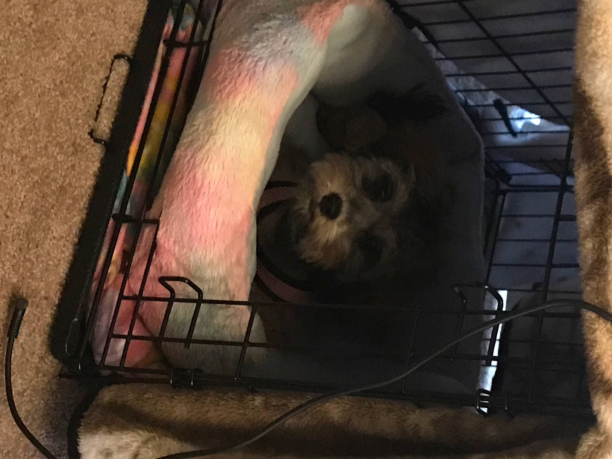 Chloe joined the competition — help win amazing prizes! cable, electrical_supply, fawn, foot, mesh, pet_supply, snout, wire