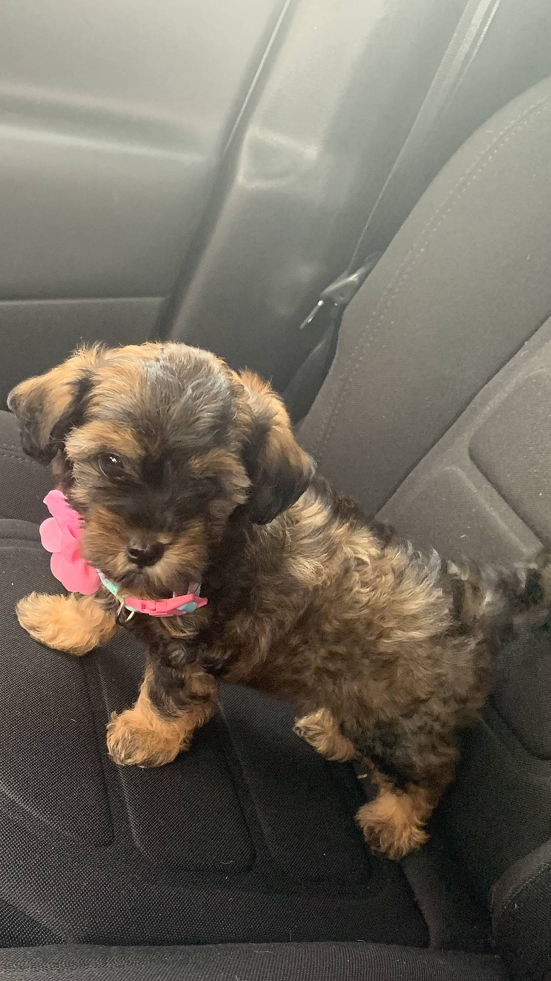 Chloe joined the competition — help win amazing prizes! bolonka, border_terrier, canidae, carnivore, cavapoo, cockapoo, companion_dog, dog, dog_breed, maltepoo, mammal, morkie, poodle_crossbreed, puppy, schnoodle, shih_poo, shih_tzu, sporting_lucas_terrier, vertebrate, yorkipoo