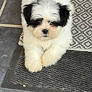 Ellie participe au concours pour gagner de l'argent avec cette photo : puppy, dog, white, black, fluffy, cute, pet, animal, doormat, floor, looking, lying, indoor, fur, small, adorable, face, front_paws, resting, young