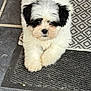 puppy, dog, white, black, fluffy, cute, pet, animal, doormat, floor, looking, lying, indoor, fur, small, adorable, face, front_paws, resting, young