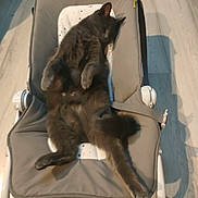 Isis a rejoint le concours — aidez-le/la à gagner de superbes lots ! cat, gray_cat, sleeping, relaxed, baby_rocker, furniture, indoor, floor, pet, animal, cozy, paws, fur, resting, home, cute, domestic_cat, laid_back, napping, comfort