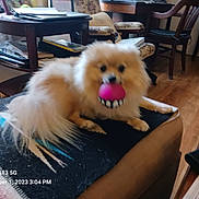 Sophia is registered to the contest to win money with this photo: animal, ball, blanket, blurred, carpet, chair, cozy, cute, dog, floor, fluffy, furniture, home, indoor, living_room, papers, pet, table, toy, wooden_floor