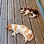 animal, calico_cat, cat, closeup, daytime, fur, ginger_cat, horizontal, napping, nature, outdoor, peaceful, pet, quiet, relaxed, resting, sleeping, two_animals, wood, wooden_deck