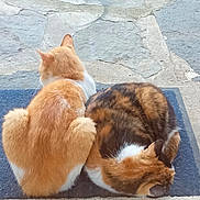 Beyoncé a rejoint le concours — aidez-le/la à gagner de superbes lots ! cat, cats, outdoor, doormat, stone_patio, ginger_cat, calico_cat, feline, pets, animal, fur, sleeping, resting, cozy, companions, back_view, quiet, nature, relaxation, friendship