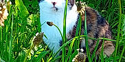 Beyoncé participe au concours pour gagner de l'argent avec cette photo : cat, calico_cat, grass, wildflowers, nature, outdoor, greenery, plant, feline, animal, pet, flora, leaf, spring, summer, mammal, whiskers, fur, eye, quiet