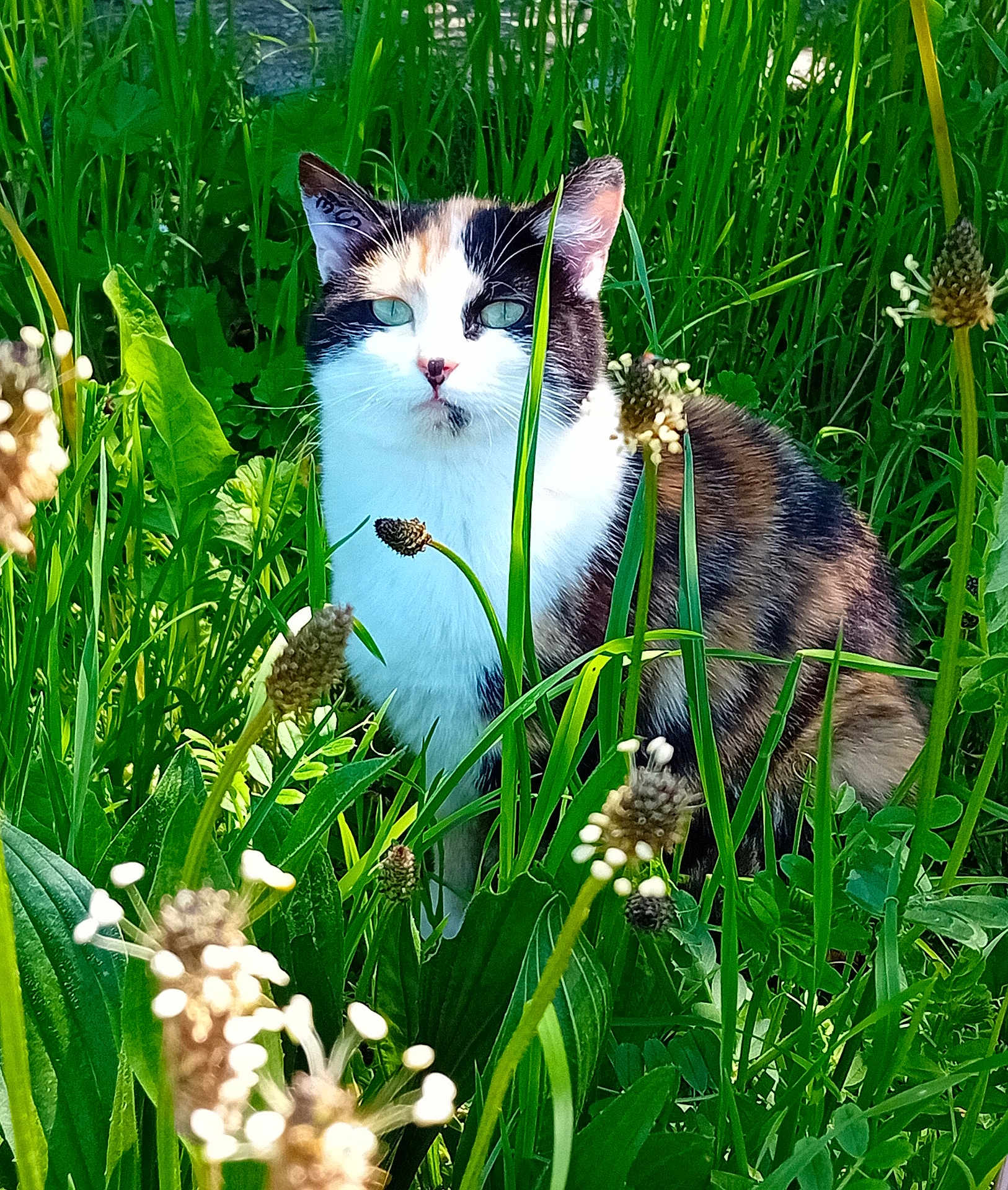 Beyoncé participe au concours pour gagner de l'argent avec cette photo : cat, calico_cat, grass, wildflowers, nature, outdoor, greenery, plant, feline, animal, pet, flora, leaf, spring, summer, mammal, whiskers, fur, eye, quiet