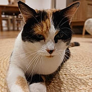 Beyoncé a rejoint le concours — aidez-le/la à gagner de superbes lots ! animal, blurred_background, calico, carpet, cat, close_up, cozy, cute, domestic, feline, focus, fur, home, indoor, laying, mammal, paw, pet, relaxed, whiskers