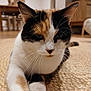 animal, blurred_background, calico, carpet, cat, close_up, cozy, cute, domestic, feline, focus, fur, home, indoor, laying, mammal, paw, pet, relaxed, whiskers
