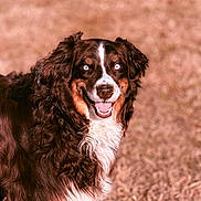 Cosmo is registered to the contest to win money with this photo: dog, canine, pet, brown_fur, white_fur, curly_fur, blue_eyes, smiling, outdoor, grass, animal, portrait, friendly, happy, muzzle, ears, fluffy, nature, cute, closeup