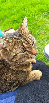 Quickiely a rejoint le concours — aidez-le/la à gagner de superbes lots ! aegean_cat, american_bobtail, american_shorthair, asian, california_spangled, carnivore, cat, domestic_short_haired_cat, dragon_li, european_shorthair, felidae, grass, kitten, pixie_bob, polydactyl_cat, small_to_medium_sized_cats, snout, tabby_cat, whiskers, wild_cat