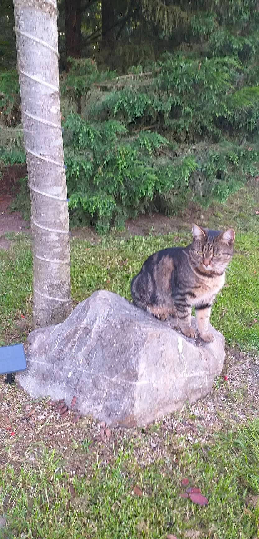 Quickiely participe au concours pour gagner de l'argent avec cette photo : bedrock, big_cats, carnivore, cat, domestic_short_haired_cat, felidae, fur, grass, groundcover, landscape, landscaping, plant, rock, small_to_medium_sized_cats, tail, terrestrial_animal, tree, trunk, whiskers, wood