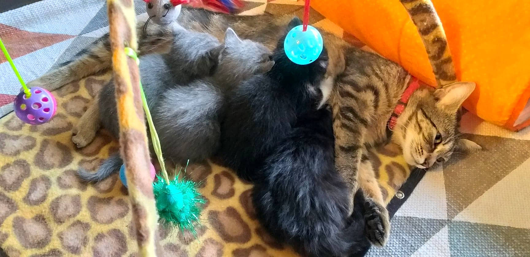 Quickiely a rejoint le concours — aidez-le/la à gagner de superbes lots ! canidae, carnivore, cat, dog_breed, fawn, felidae, fur, kitten, maine_coon, norwegian_forest_cat, small_to_medium_sized_cats, tail