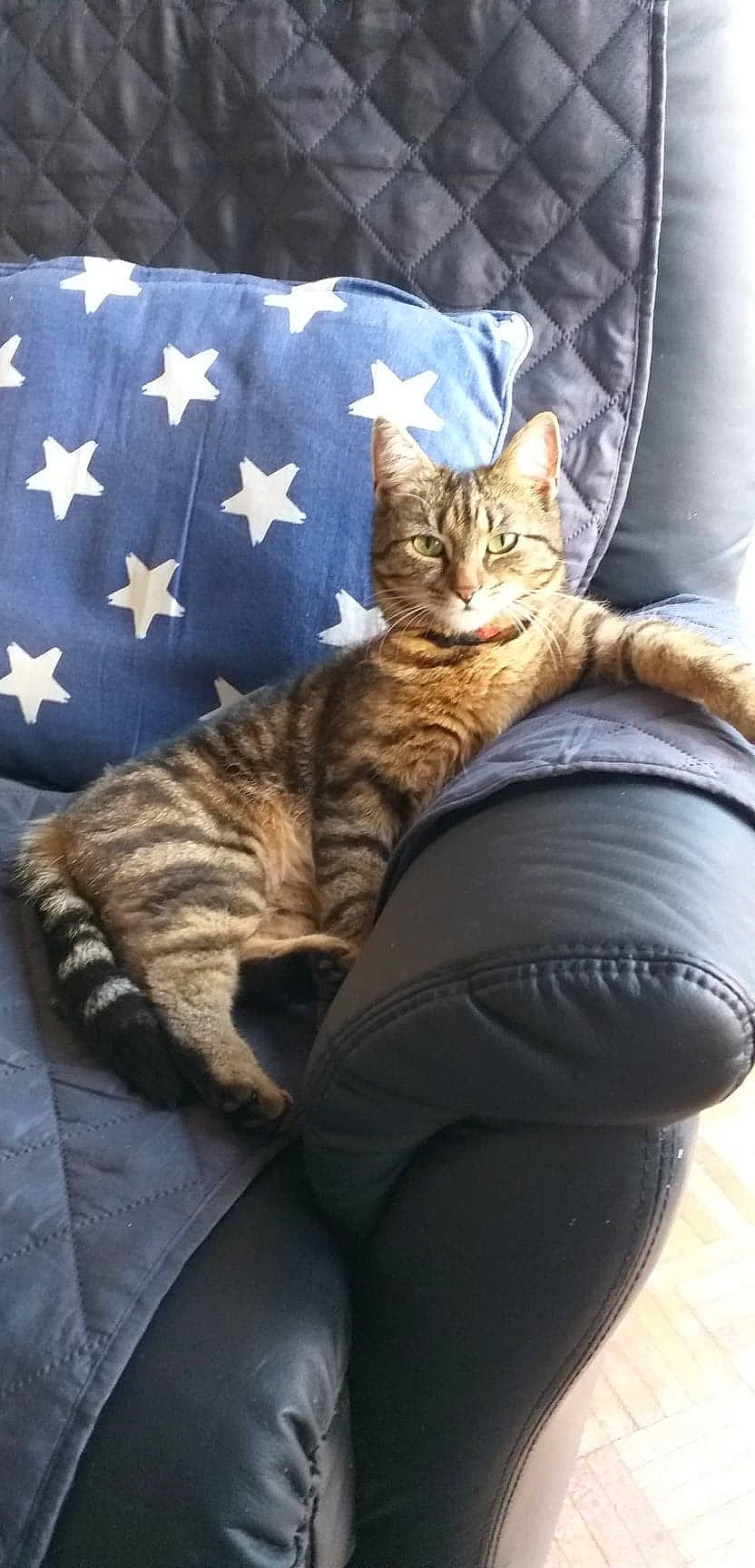 Quickiely a rejoint le concours — aidez-le/la à gagner de superbes lots ! bed, carnivore, cat, comfort, couch, domestic_short_haired_cat, fawn, felidae, flag_of_the_united_states, fur, linens, mammal, nap, paw, sitting, small_to_medium_sized_cats, tail, tree, vertebrate, whiskers