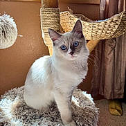 Fiona is registered to the contest to win money with this photo: cat, kitten, blue_eyes, furry, indoor, cat_tree, perch, stained_glass, window, curtain, rope, wood, cozy, furniture, pet, animal, whiskers, soft, light, home