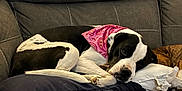 Athena joined the competition — help win amazing prizes! dog, sleeping, couch, pillow, bandana, black_and_white, resting, pet, indoor, cozy, nap, domestic_animal, fur, animal, relaxing, home, canine, cute, peaceful, comfort