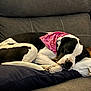 dog, sleeping, couch, pillow, bandana, black_and_white, resting, pet, indoor, cozy, nap, domestic_animal, fur, animal, relaxing, home, canine, cute, peaceful, comfort