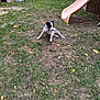 dog, grass, yard, stick, slide, autumn_leaves, fence, outdoor, pet, playful, black_and_white, animal, nature, summer, daytime, canine, grass_patch, backyard, fun, toy