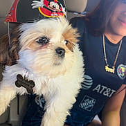 Pirate joined the competition — help win amazing prizes! car_interior, casual, collar, cute, dog, fur, hand, indoor, light, mickey_mouse, party_hat, person, puppy, seat, shorts, sitting, smile, tag, window, young