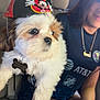car_interior, casual, collar, cute, dog, fur, hand, indoor, light, mickey_mouse, party_hat, person, puppy, seat, shorts, sitting, smile, tag, window, young