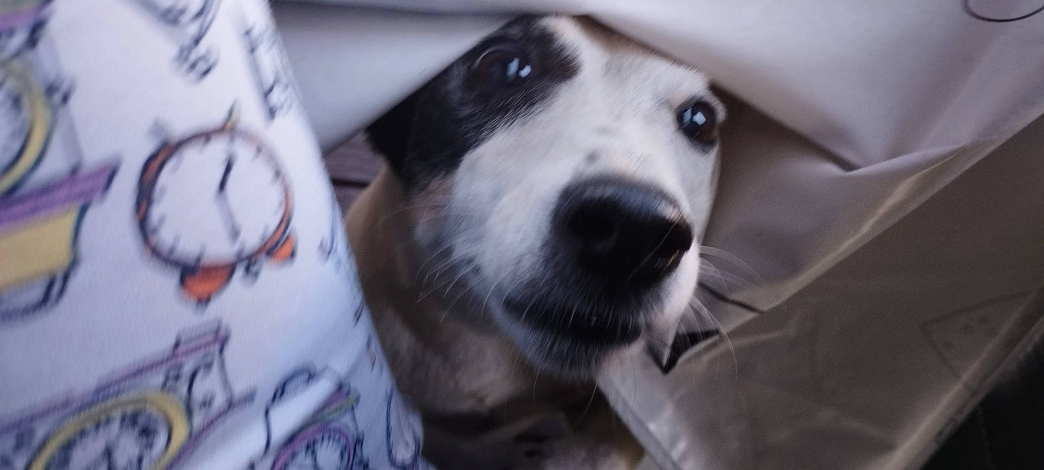 Padmé participe au concours pour gagner de l'argent avec cette photo : canidae, carnivore, companion_dog, dog, dog_breed, fur, grey, guard_dog, monochrome_photography, non_sporting_group, snout, sporting_group, street_dog, terrestrial_animal, whiskers, working_animal