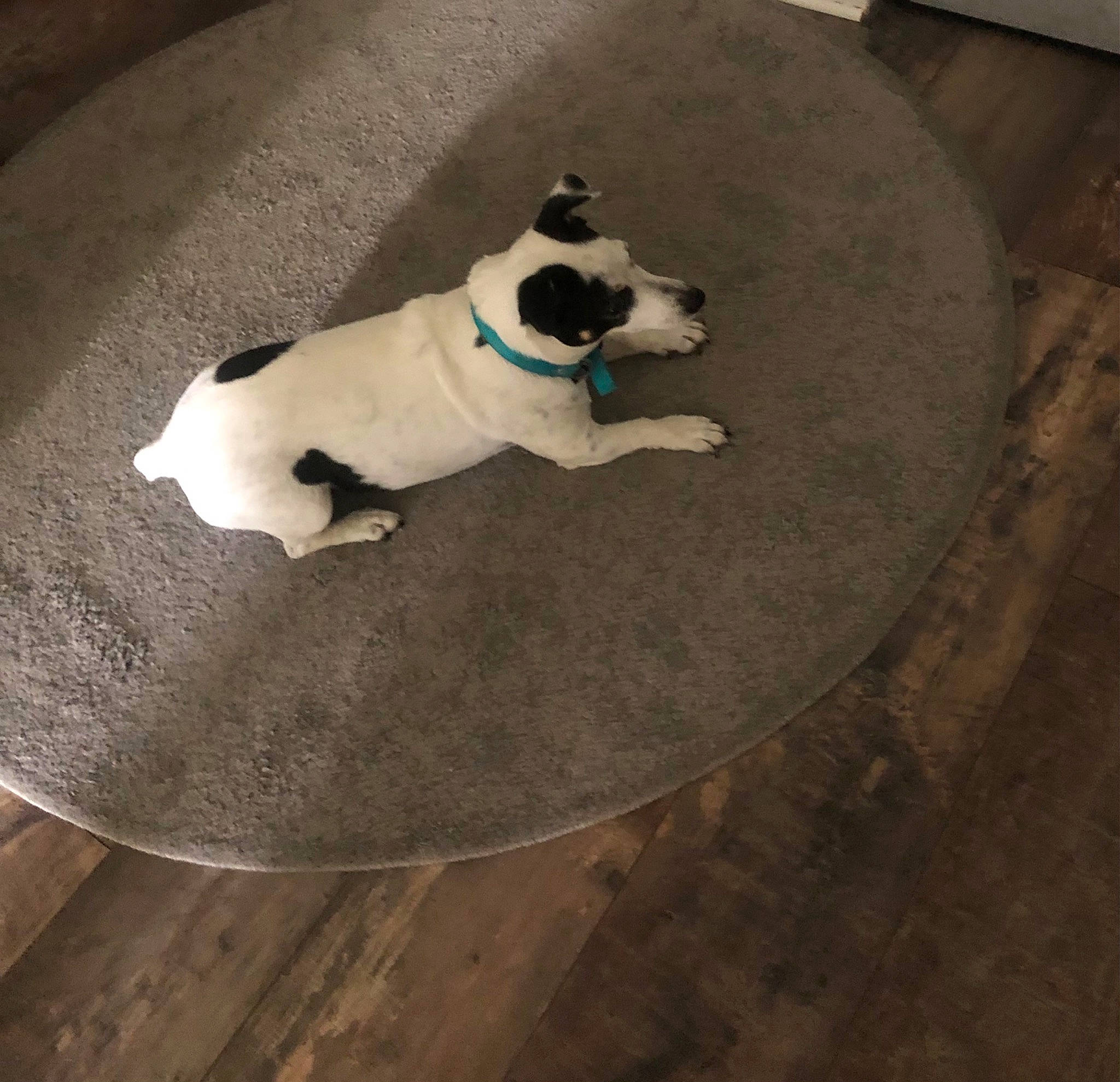 Padmé participe au concours pour gagner de l'argent avec cette photo : asphalt, carnivore, circle, collar, companion_dog, dog, dog_breed, dog_supply, fawn, floor, flooring, hardwood, pet_supply, road_surface, snout, tail, tints_and_shades, toy_dog, wood, working_animal