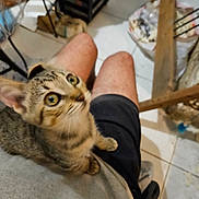Mimosa a rejoint le concours — aidez-le/la à gagner de superbes lots ! kitten, cat, tabby, pet, indoor, person, lap, curious, looking_up, floor, tile, furniture, shorts, gray_shirt, legs, whiskers, ears, young_cat, domestic_cat, closeup
