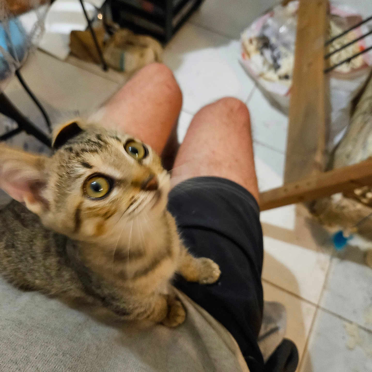 Mimosa a rejoint le concours — aidez-le/la à gagner de superbes lots ! cat, closeup, curious, domestic_cat, ears, floor, furniture, gray_shirt, indoor, kitten, lap, legs, looking_up, person, pet, shorts, tabby, tile, whiskers, young_cat